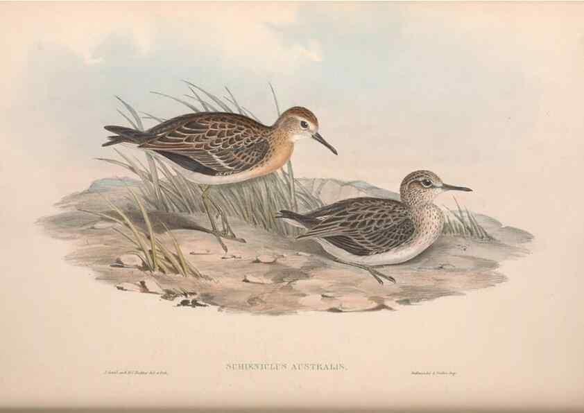 Reproducción/Reproduction 36556421280: The birds of Australia.. London,Printed by R. and J. E. Taylor; pub. by the author,[1840]-48.