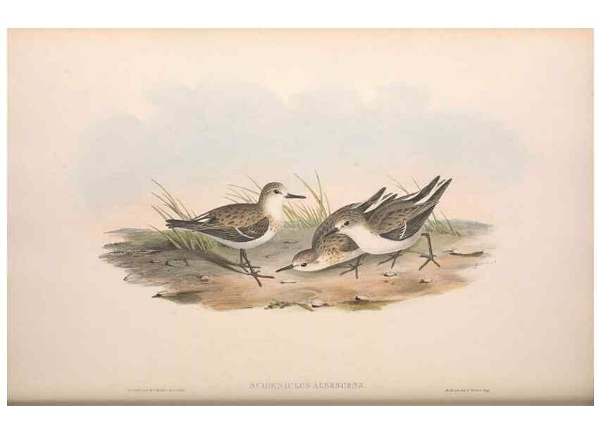 Reproducción/Reproduction 36812998681: The birds of Australia.. London,Printed by R. and J. E. Taylor; pub. by the author,[1840]-48.