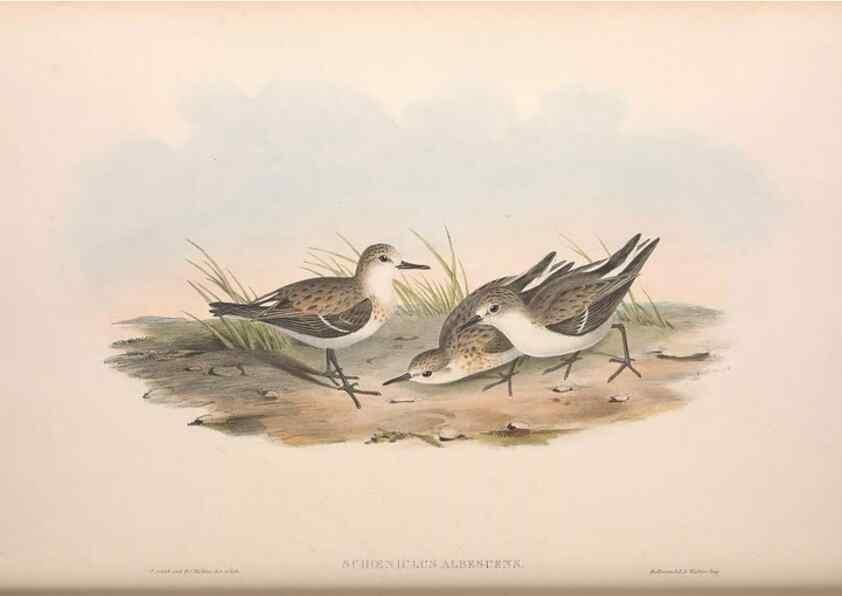 Reproducción/Reproduction 36812998681: The birds of Australia.. London,Printed by R. and J. E. Taylor; pub. by the author,[1840]-48.