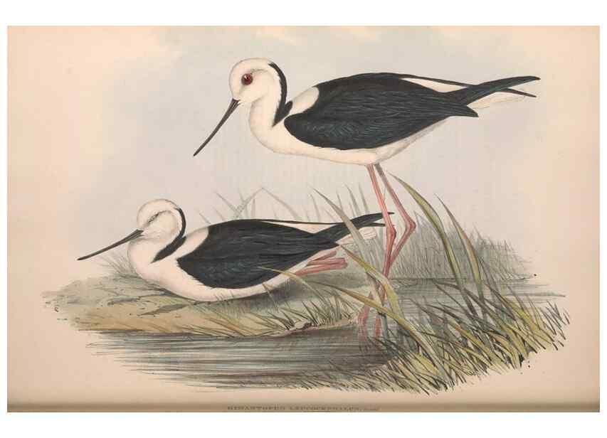 Reproducción/Reproduction 36556413090: The birds of Australia.. London,Printed by R. and J. E. Taylor; pub. by the author,[1840]-48.