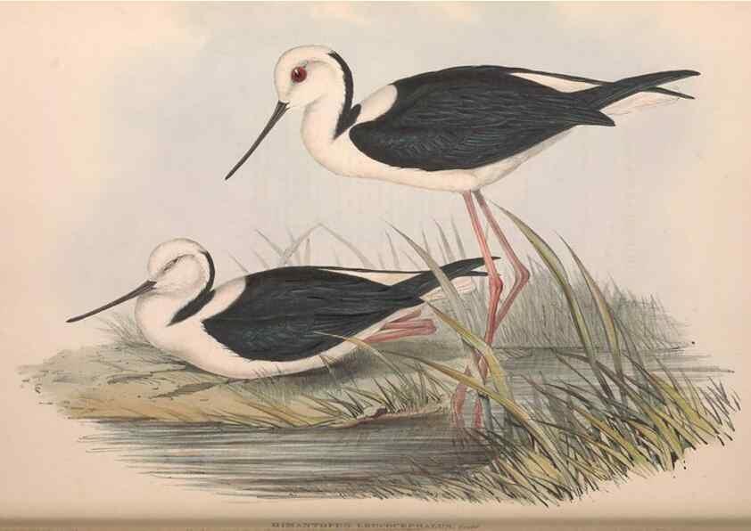 Reproducción/Reproduction 36556413090: The birds of Australia.. London,Printed by R. and J. E. Taylor; pub. by the author,[1840]-48.