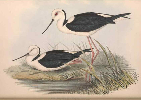 Reproducción/Reproduction 36556413090: The birds of Australia.. London,Printed by R. and J. E. Taylor; pub. by the author,[1840]-48.