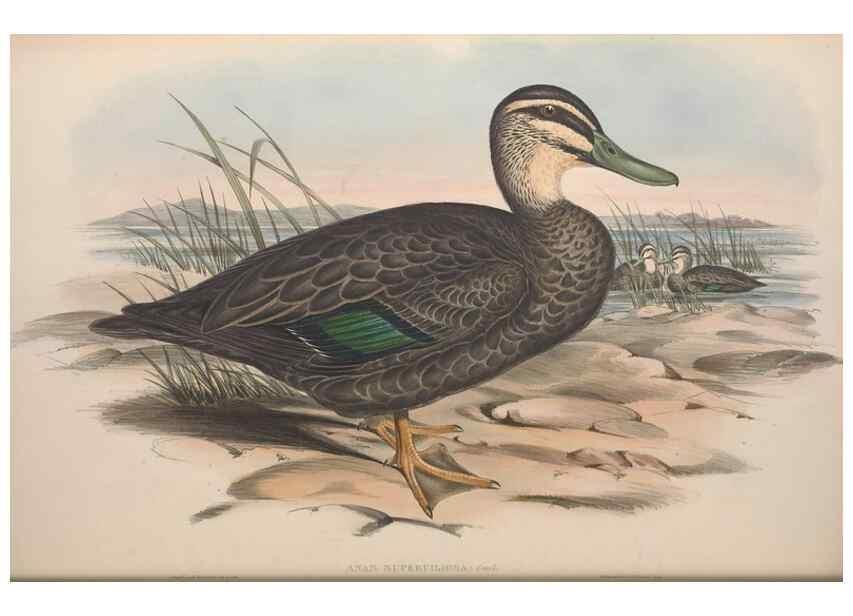 Reproducción/Reproduction 36765472456: The birds of Australia.. London,Printed by R. and J. E. Taylor; pub. by the author,[1840]-48.
