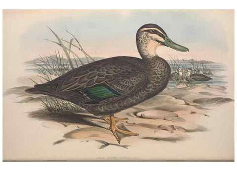 Reproducción/Reproduction 36765472456: The birds of Australia.. London,Printed by R. and J. E. Taylor; pub. by the author,[1840]-48.