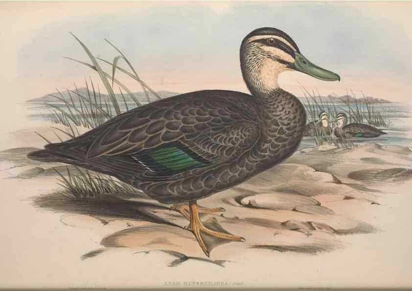 Reproducción/Reproduction 36765472456: The birds of Australia.. London,Printed by R. and J. E. Taylor; pub. by the author,[1840]-48.