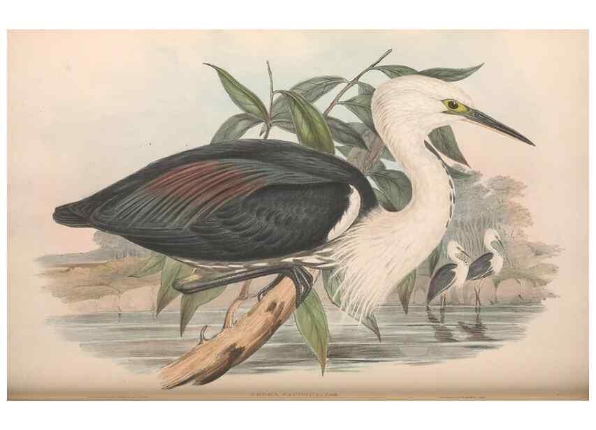 Reproducción/Reproduction 36781584812: The birds of Australia.. London,Printed by R. and J. E. Taylor; pub. by the author,[1840]-48.
