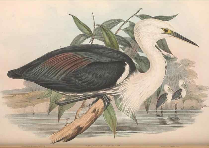Reproducción/Reproduction 36781584812: The birds of Australia.. London,Printed by R. and J. E. Taylor; pub. by the author,[1840]-48.