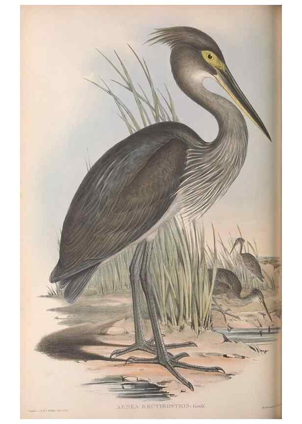 Reproducción/Reproduction 36781589882: The birds of Australia.. London,Printed by R. and J. E. Taylor; pub. by the author,[1840]-48.