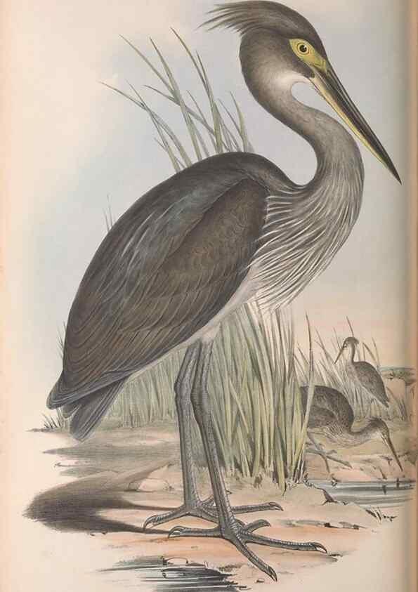 Reproducción/Reproduction 36781589882: The birds of Australia.. London,Printed by R. and J. E. Taylor; pub. by the author,[1840]-48.