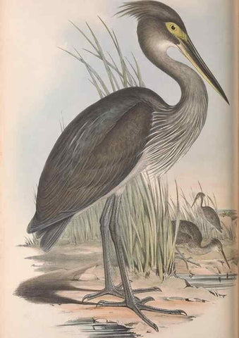 Reproducción/Reproduction 36781589882: The birds of Australia.. London,Printed by R. and J. E. Taylor; pub. by the author,[1840]-48.