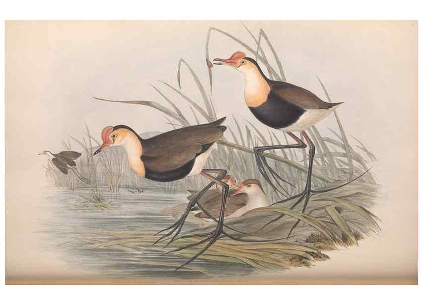 Reproducción/Reproduction 36118121484: The birds of Australia.. London,Printed by R. and J. E. Taylor; pub. by the author,[1840]-48.