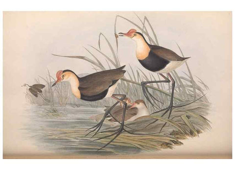 Reproducción/Reproduction 36118121484: The birds of Australia.. London,Printed by R. and J. E. Taylor; pub. by the author,[1840]-48.