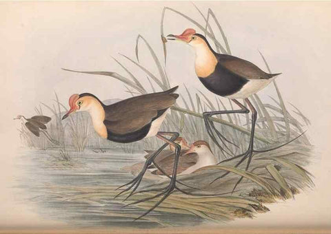 Reproducción/Reproduction 36118121484: The birds of Australia.. London,Printed by R. and J. E. Taylor; pub. by the author,[1840]-48.