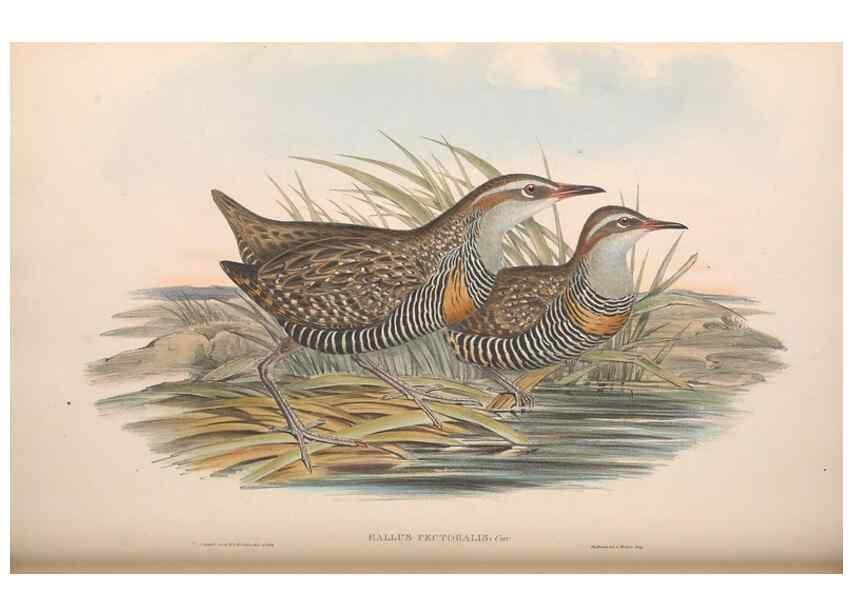 Reproducción/Reproduction 36118123214: The birds of Australia.. London,Printed by R. and J. E. Taylor; pub. by the author,[1840]-48.
