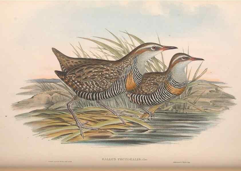Reproducción/Reproduction 36118123214: The birds of Australia.. London,Printed by R. and J. E. Taylor; pub. by the author,[1840]-48.