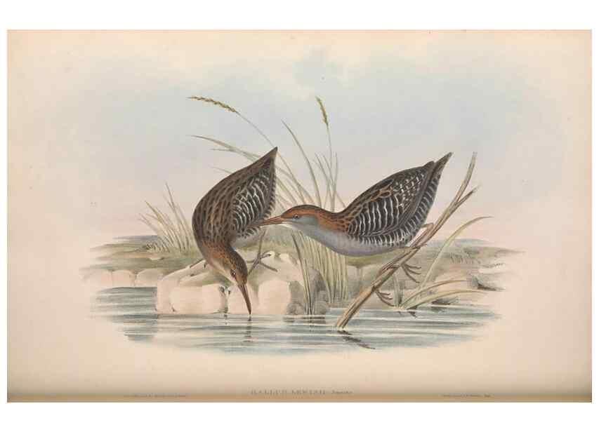 Reproducción/Reproduction 36118124764: The birds of Australia.. London,Printed by R. and J. E. Taylor; pub. by the author,[1840]-48.