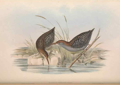 Reproducción/Reproduction 36118124764: The birds of Australia.. London,Printed by R. and J. E. Taylor; pub. by the author,[1840]-48.