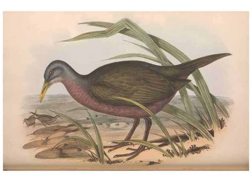 Reproducción/Reproduction 36144237193: The birds of Australia.. London,Printed by R. and J. E. Taylor; pub. by the author,[1840]-48.