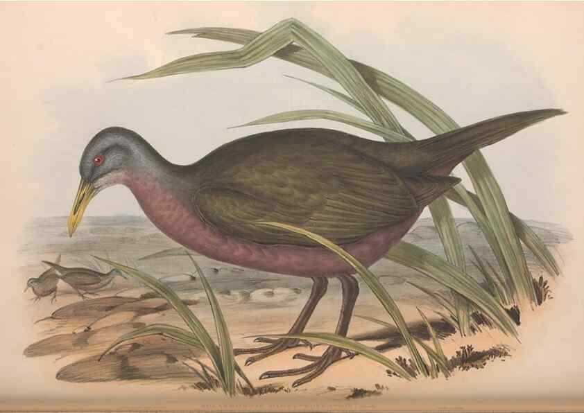 Reproducción/Reproduction 36144237193: The birds of Australia.. London,Printed by R. and J. E. Taylor; pub. by the author,[1840]-48.