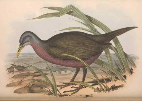 Reproducción/Reproduction 36144237193: The birds of Australia.. London,Printed by R. and J. E. Taylor; pub. by the author,[1840]-48.