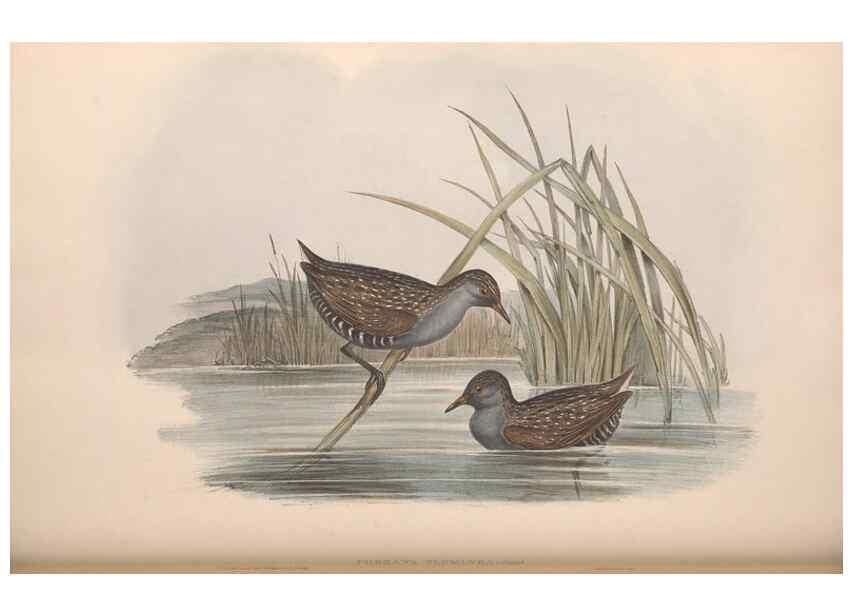 Reproducción/Reproduction 36144238973: The birds of Australia.. London,Printed by R. and J. E. Taylor; pub. by the author,[1840]-48.