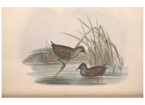 Reproducción/Reproduction 36144238973: The birds of Australia.. London,Printed by R. and J. E. Taylor; pub. by the author,[1840]-48.