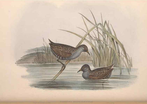 Reproducción/Reproduction 36144238973: The birds of Australia.. London,Printed by R. and J. E. Taylor; pub. by the author,[1840]-48.