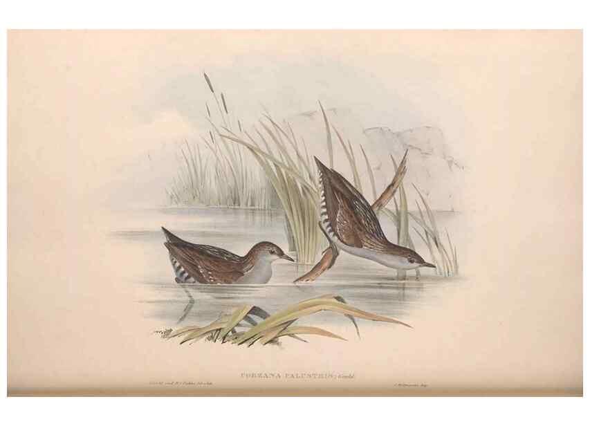 Reproducción/Reproduction 36144241093: The birds of Australia.. London,Printed by R. and J. E. Taylor; pub. by the author,[1840]-48.