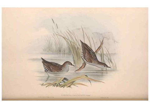 Reproducción/Reproduction 36144241093: The birds of Australia.. London,Printed by R. and J. E. Taylor; pub. by the author,[1840]-48.