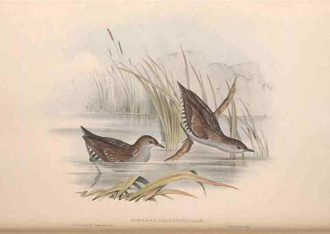 Reproducción/Reproduction 36144241093: The birds of Australia.. London,Printed by R. and J. E. Taylor; pub. by the author,[1840]-48.