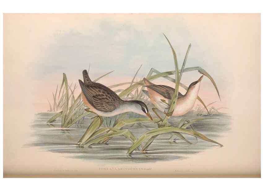 Reproducción/Reproduction 36144243453: The birds of Australia.. London,Printed by R. and J. E. Taylor; pub. by the author,[1840]-48.