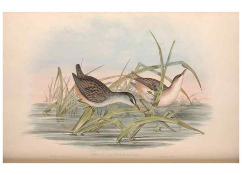 Reproducción/Reproduction 36144243453: The birds of Australia.. London,Printed by R. and J. E. Taylor; pub. by the author,[1840]-48.