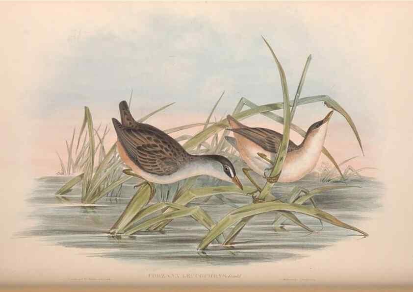 Reproducción/Reproduction 36144243453: The birds of Australia.. London,Printed by R. and J. E. Taylor; pub. by the author,[1840]-48.