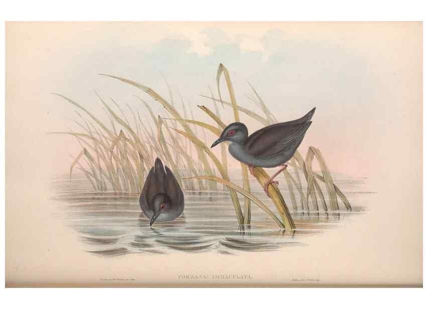 Reproducción/Reproduction 36144245833: The birds of Australia.. London,Printed by R. and J. E. Taylor; pub. by the author,[1840]-48.