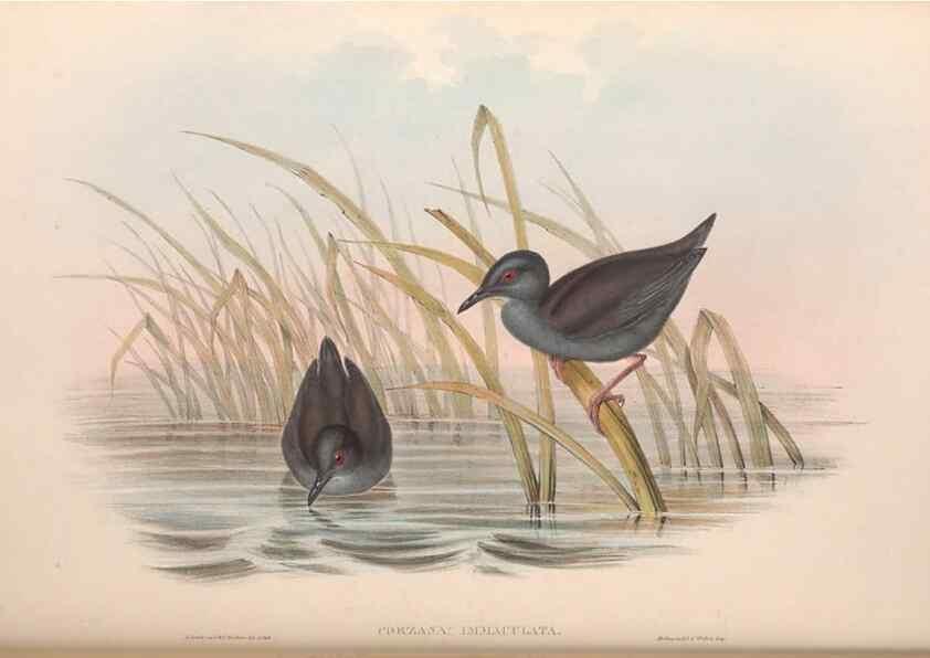 Reproducción/Reproduction 36144245833: The birds of Australia.. London,Printed by R. and J. E. Taylor; pub. by the author,[1840]-48.