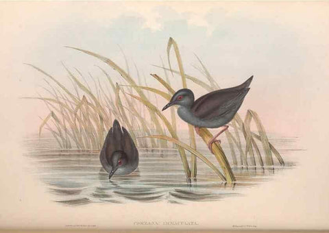 Reproducción/Reproduction 36144245833: The birds of Australia.. London,Printed by R. and J. E. Taylor; pub. by the author,[1840]-48.