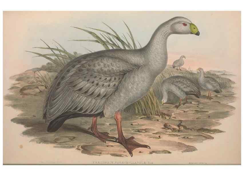 Reproducción/Reproduction 36144643413: The birds of Australia.. London,Printed by R. and J. E. Taylor; pub. by the author,[1840]-48.