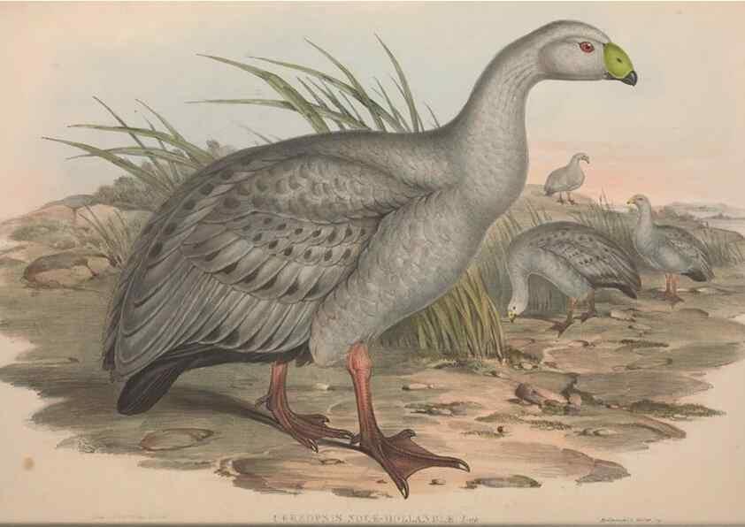 Reproducción/Reproduction 36144643413: The birds of Australia.. London,Printed by R. and J. E. Taylor; pub. by the author,[1840]-48.