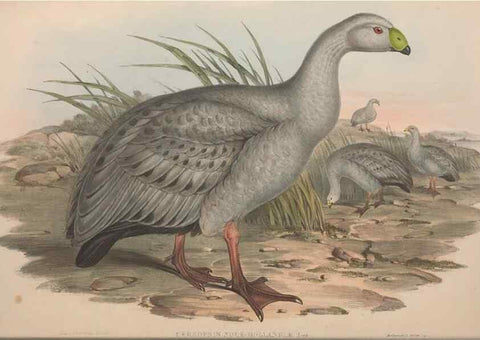 Reproducción/Reproduction 36144643413: The birds of Australia.. London,Printed by R. and J. E. Taylor; pub. by the author,[1840]-48.
