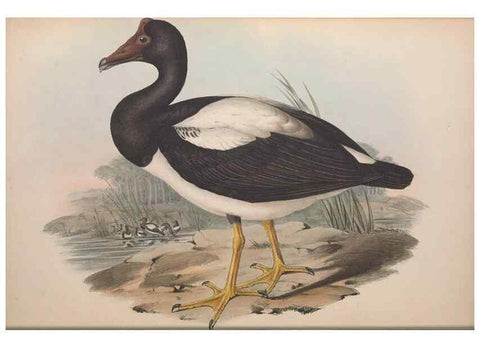 Reproducción/Reproduction 36144645863: The birds of Australia.. London,Printed by R. and J. E. Taylor; pub. by the author,[1840]-48.