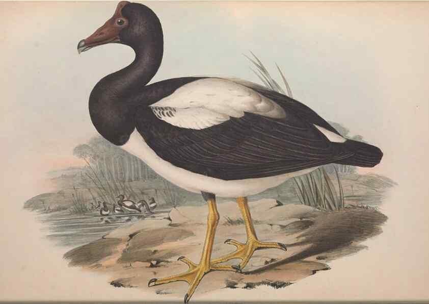 Reproducción/Reproduction 36144645863: The birds of Australia.. London,Printed by R. and J. E. Taylor; pub. by the author,[1840]-48.