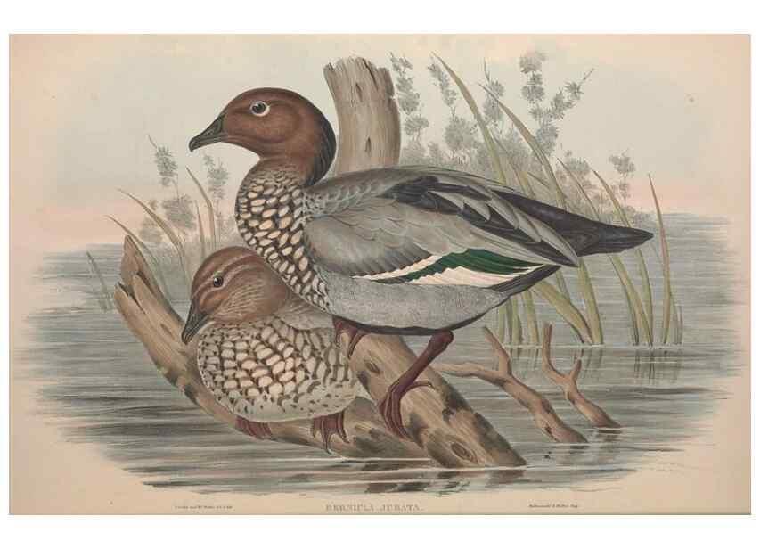 Reproducción/Reproduction 36144648723: The birds of Australia.. London,Printed by R. and J. E. Taylor; pub. by the author,[1840]-48.