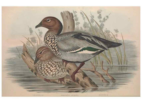 Reproducción/Reproduction 36144648723: The birds of Australia.. London,Printed by R. and J. E. Taylor; pub. by the author,[1840]-48.