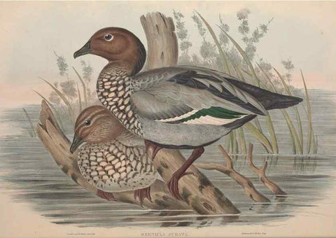 Reproducción/Reproduction 36144648723: The birds of Australia.. London,Printed by R. and J. E. Taylor; pub. by the author,[1840]-48.