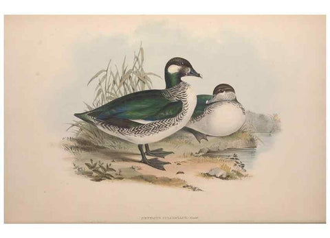 Reproducción/Reproduction 36781971052: The birds of Australia.. London,Printed by R. and J. E. Taylor; pub. by the author,[1840]-48.