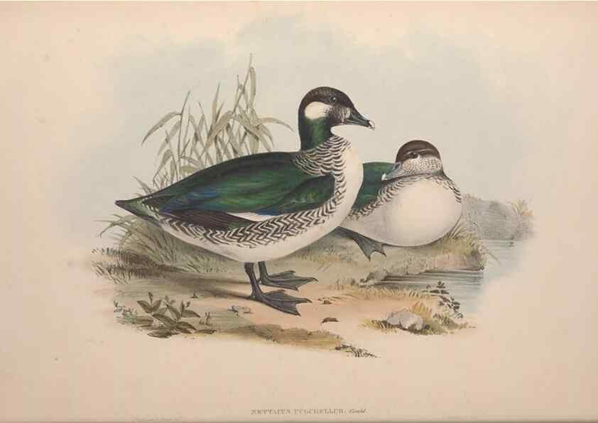 Reproducción/Reproduction 36781971052: The birds of Australia.. London,Printed by R. and J. E. Taylor; pub. by the author,[1840]-48.