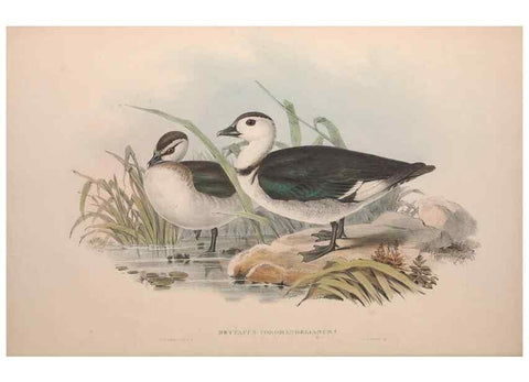Reproducción/Reproduction 36556877260: The birds of Australia.. London,Printed by R. and J. E. Taylor; pub. by the author,[1840]-48.