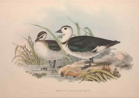 Reproducción/Reproduction 36556877260: The birds of Australia.. London,Printed by R. and J. E. Taylor; pub. by the author,[1840]-48.