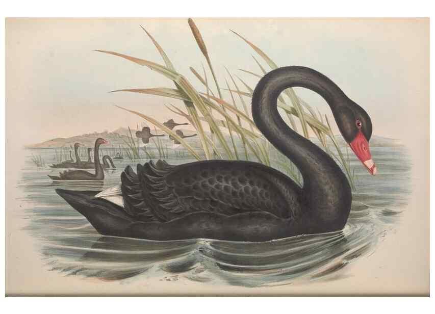 Reproducción/Reproduction 36556880710: The birds of Australia.. London,Printed by R. and J. E. Taylor; pub. by the author,[1840]-48.