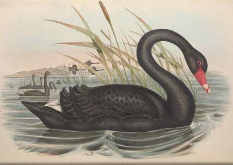 Reproducción/Reproduction 36556880710: The birds of Australia.. London,Printed by R. and J. E. Taylor; pub. by the author,[1840]-48.